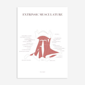 A4 Poster - Extrinsic Musculature