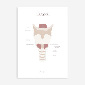 A4 Poster - Larynx